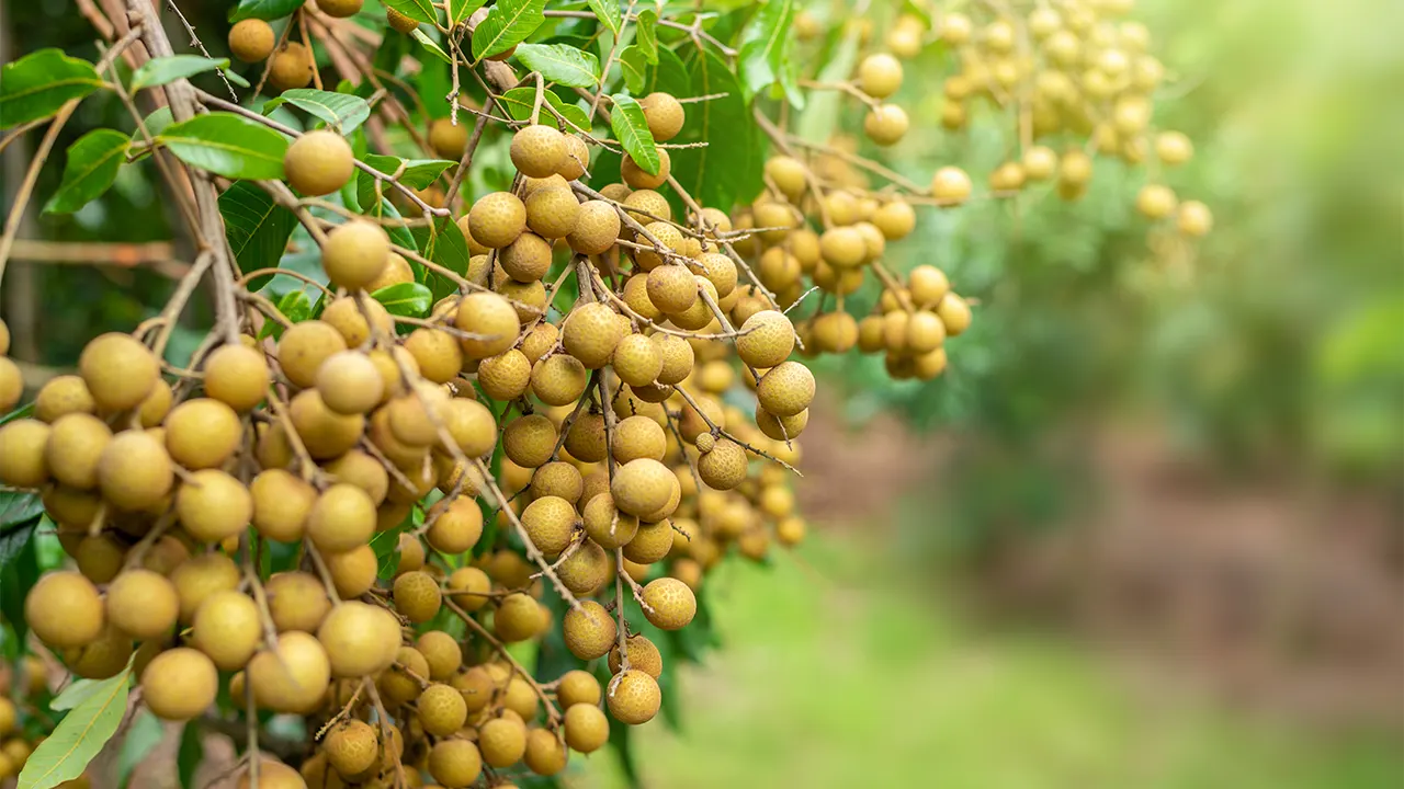 Longan tree